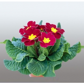 報(bào)春花