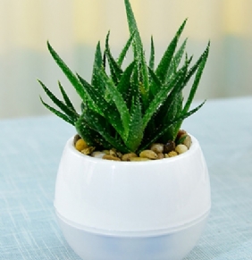 孔雀蘆薈