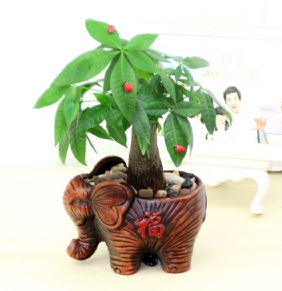 小發(fā)財樹