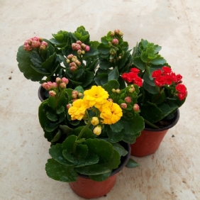 長(zhǎng)壽花