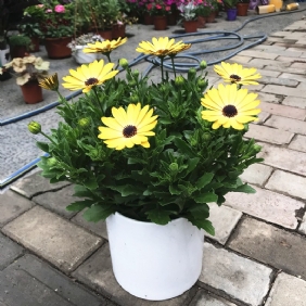 南非萬(wàn)壽菊1
