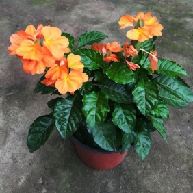 鳥(niǎo)尾花1