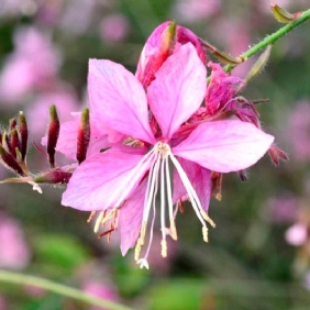 千鳥(niǎo)花1