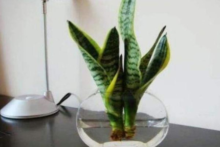 虎皮蘭 虎皮蘭