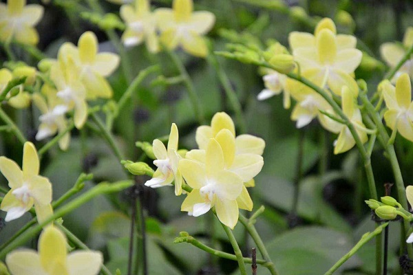 大花蕙蘭怎樣復(fù)花？