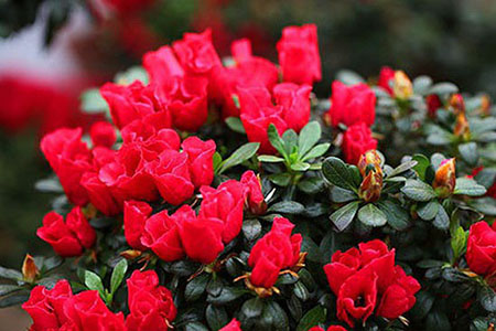 杜鵑花 杜鵑花
